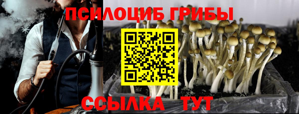 Псилоцибиновые грибы Cubensis Кропоткин